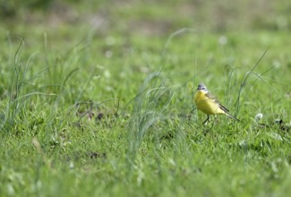 Yellow wagtail (Motacilla flava), in a meadow, Lower Rhine, North Rhine-Westphalia, Germany