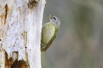 Grey-headed Woodpecker (Picus canus) wbl Germany