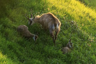 Chamois with two fawns on a steep meadow in the light of the setting sun, chamois, chamois,