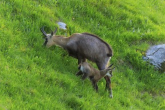 A chamois with its young in a meadow, chamois, chamois, (Rupicapra rupicaprae), wildlife, Vosges,