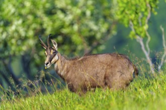 A chamois stands in the green grass in a natural environment, chamois, chamois, (Rupicapra