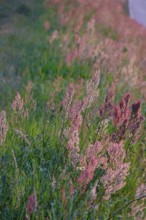 Meadow in spring in the evening light, Germany