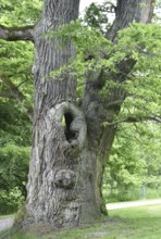 Old English oak, German oak, Eichenbrüder, (Quercus robur) in Putbus Castle Park, Rügen,