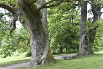 Old English oak, German oak, Eichenbrüder, (Quercus robur) in Putbus Castle Park, Rügen,
