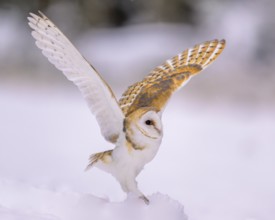 Barn owl (Tyto alba), landing on a small mound of snow in a winter landscape, biosphere reserve,