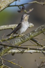 Eurasian wryneck (Jynx torquilla) Germany