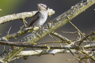 Eurasian wryneck (Jynx torquilla) Germany