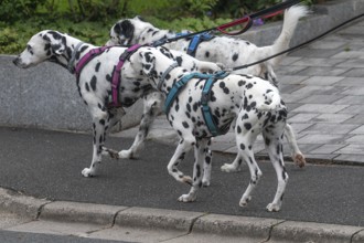 Dogs, three Dalmatians (Canis lupus familiaris) on a lead, Bavaria, Germany