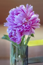 Peony blossoms (Paeonia), Bavaria, Germany