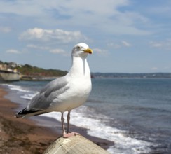 European Herring Gull, Larus argentatus, standing on sea wall above beach, Dawlish, south Devon,