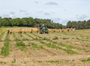 Team of foreign workers harvesting asparagus crop loading onto boxes on tractor boom, Suffolk,