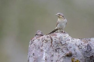 Eurasian wryneck (Jynx torquilla) Germany