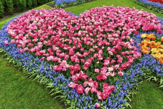 Heart, bed with tulips (Tulipa) and grape hyacinths (Muscari), view from above, Keukenhof Gardens,