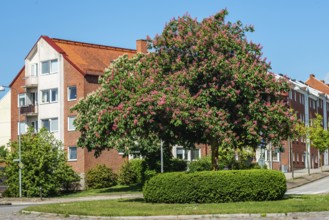 Flowering chestnut trees by street and apartment buildings in Ystad, Skåne County, Sweden,