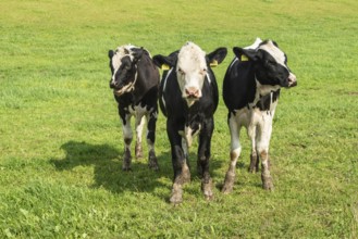 Young black and white lowland cattle on pasture in Ystad municipality, Skåne county, Sweden,