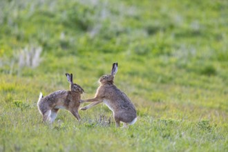 European hare (Lepus europaeus) Germany