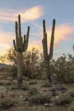 Silhouette of saguaro (Carnegiea gigantea) cacti on the evening sky at the White Tank Mountain