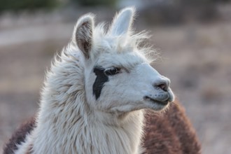 Domesticated alpaca livestock helps to protect goats from predators on a ranch in Sonora, Texas,