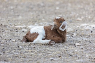 Newborn domesticated goat livestock raised for meat producion on a ranch in Sonora, Texas, USA