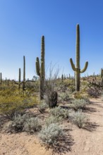 Saguaro and ocotillo cacti along a trail at the Organ Pipe Cactus National Monument in southern