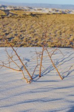 Gypsum dunefields at White Sands National Monument located within the Chihuahuan Desert and the