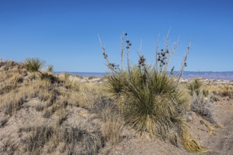 Gypsum dunefields at White Sands National Monument located within the Chihuahuan Desert and the