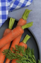 Carrots with leafy greens, Daucus carota