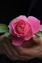 Hand holding pink rose blossom, rose 'Leonardo da Vinci'