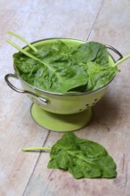 Spinach in sieve bowl, Spinacia oleracea