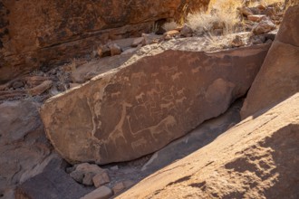 Depictions of animals on a rock slab, lion slab, rock carvings, rock engravings, Twyfelfontein,