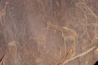 Detail, Depictions of animals on a rock slab, petroglyphs, rock engravings, Twyfelfontein, Kunene,