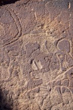 Detail, Depictions of animals on a rock slab, petroglyphs, rock engravings, Twyfelfontein, Kunene,