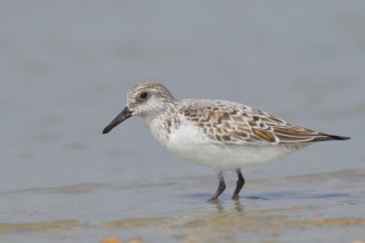 Sanderling (Calidris alba), standing in shallow water, wildlife, nature photography, wading bird,