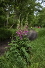 Flowering foxglove in the Darß Forest near Prerow, Mecklenburg-Western Pomerania, Germany