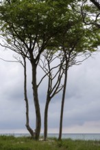 Wind-sculpted trees by the Baltic Sea, Prerow, Mecklenburg-Western Pomerania, Germany