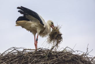 White stork (Ciconia ciconia) bringing nesting material to the nest, birds, Affenberg Salem,