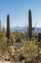 Evening light on saguaro cacti at the Organ Pipe Cactus National Monument in southern Arizona, USA