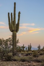 Silhouette of saguaro (Carnegiea gigantea) cacti on the evening sky at the White Tank Mountain