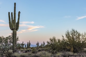 Silhouette of saguaro (Carnegiea gigantea) cacti on the evening sky at the White Tank Mountain