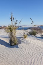 Gypsum dunefields at White Sands National Monument located within the Chihuahuan Desert and the