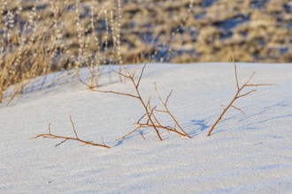 Gypsum dunefields at White Sands National Monument located within the Chihuahuan Desert and the