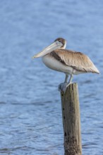 Juvenile brown pelican (Pelecanus occidentalis) perched on a wood piling in Alabama, USA