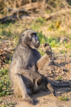 Bear baboon (Papio ursinus), adult, sitting in dry grass, Kruger National Park, South Africa