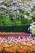 Different coloured tulips (Tulipa), colourful tulip bed, flowering fruit tree, Keukenhof gardens,
