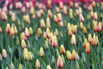 Tulipa polychroma (Tulipa), colourful tulip bed, Keukenhof gardens, Lisse, Bollenstreek, South