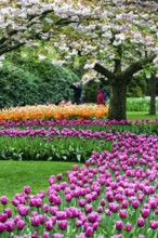 Different coloured tulips (Tulipa), colourful tulip beds, flowering fruit tree, Keukenhof gardens,