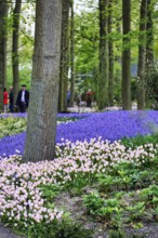 Pink tulips (Tulipa) and grape hyacinths (Muscari) in a flower bed, Keukenhof gardens, Lisse,