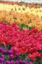 Different coloured tulips (Tulipa), colourful tulip bed, Keukenhof gardens, Lisse, Bollenstreek,