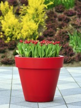 Large flower pot with tulips, Keukenhof gardens, Lisse, Bollenstreek, South Holland, Netherlands