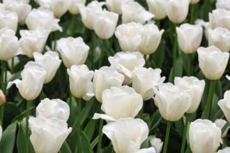 White tulips (Tulipa) in a flower bed, close-up, Keukenhof Gardens, Lisse, Bollenstreek, South